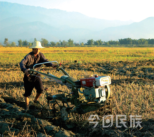 水稻已经收割了，依盖在翻地。从上世纪80 年代中期开始，这里就用机械替代了耕牛。