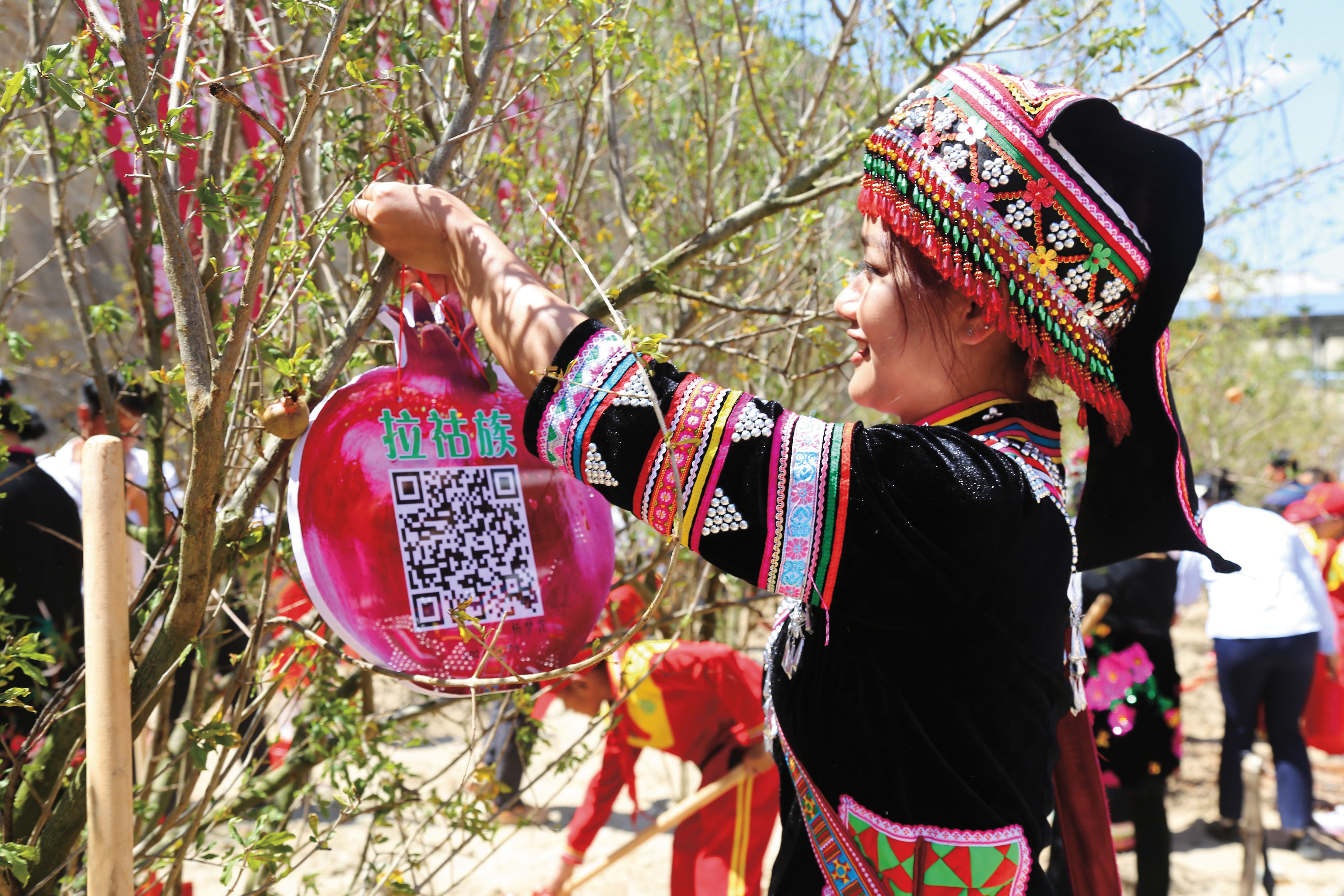周海鸥-拉祜族代表将本民族简介二维码石榴牌挂在种植好的石榴树上.jpg