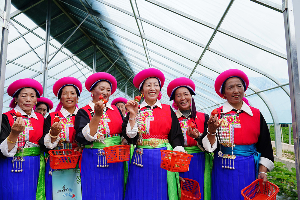 香格里拉市建塘镇草莓种植采摘产业发展 洛桑央宗摄.jpg