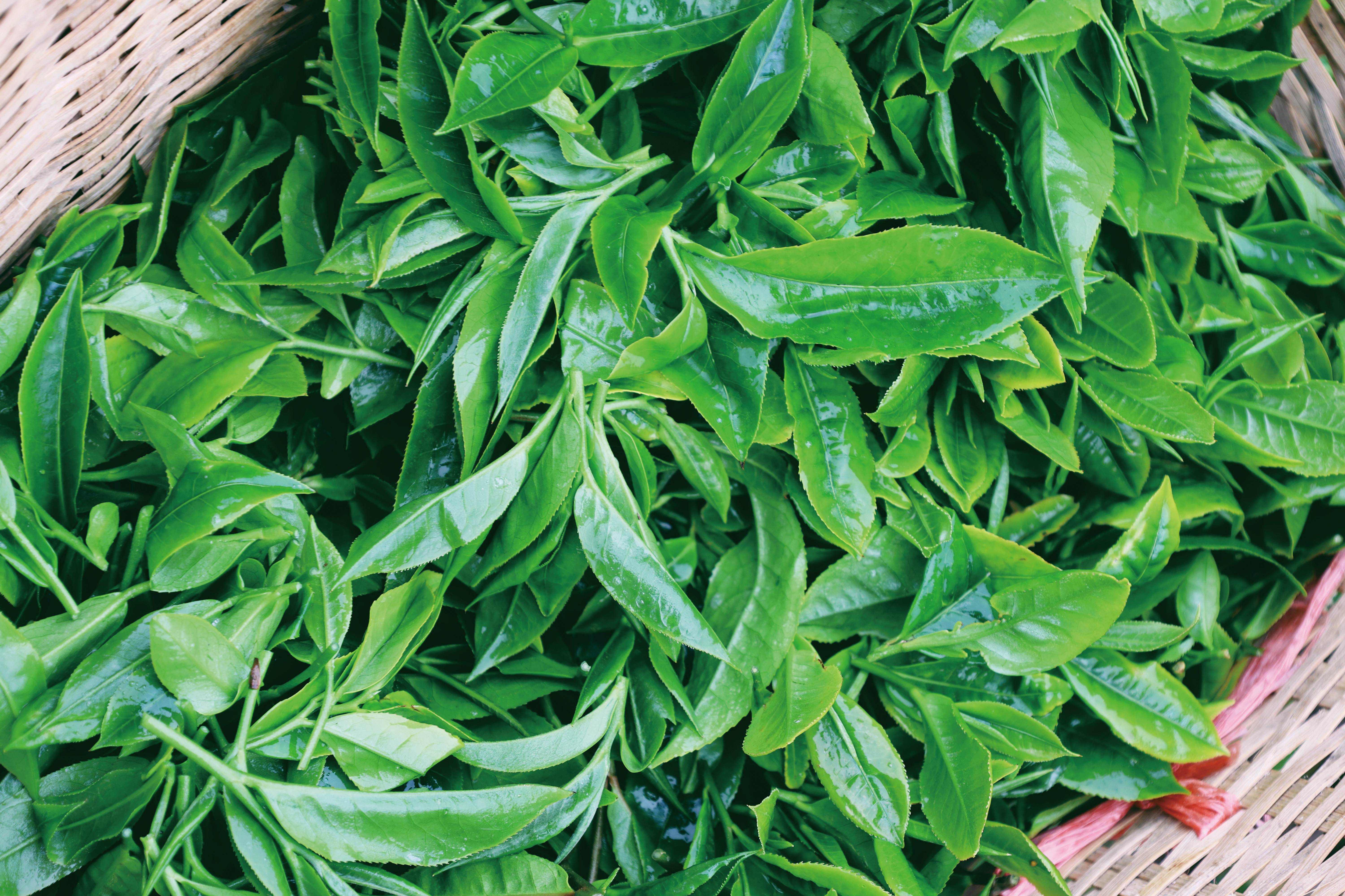 国庆乡嘎勒村茶园-王耀民 (5).jpg