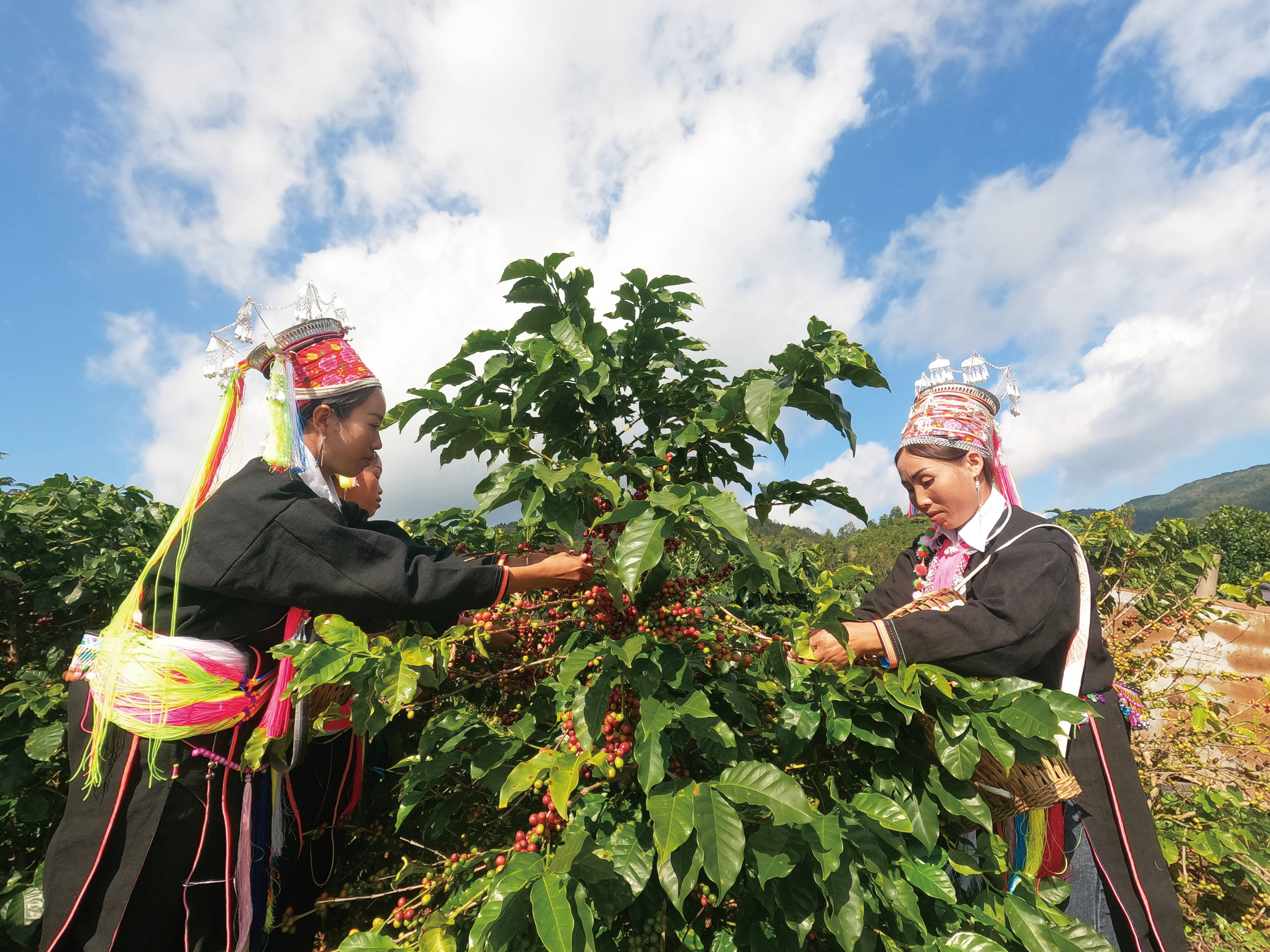 种好“一片叶” 做大“牛文章” 结出“金豆豆”