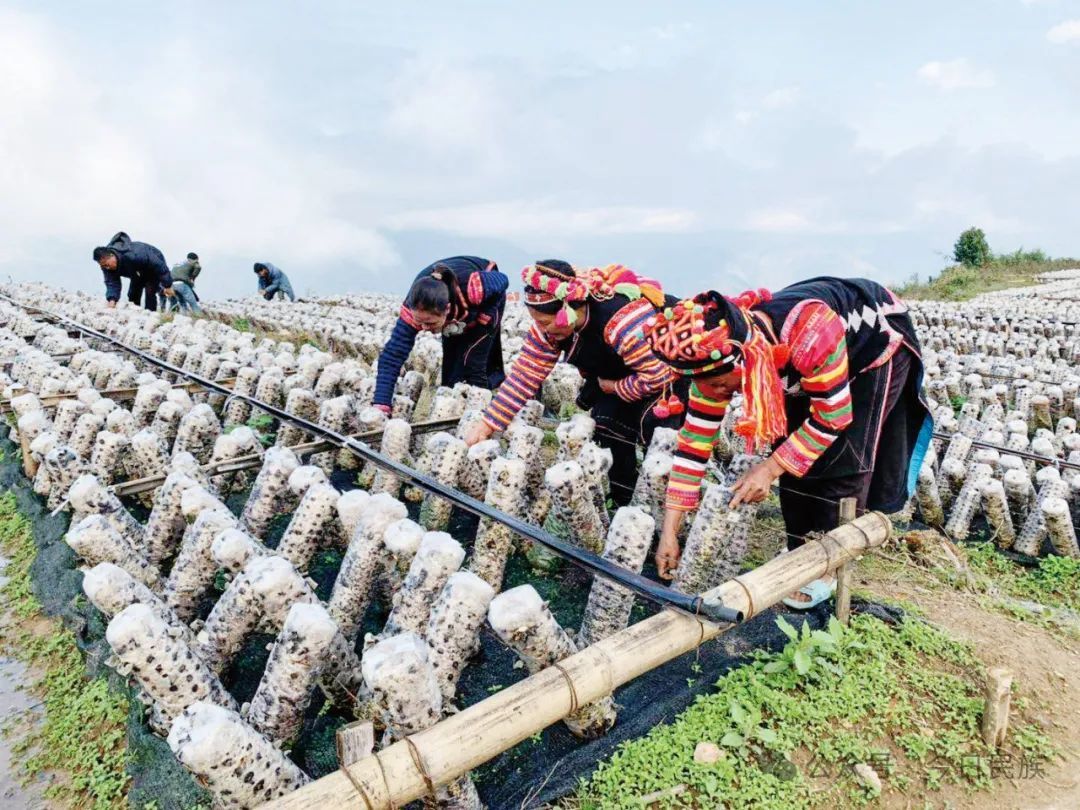 云岭石榴红|幸福生活节节高——红河州扎实推进民族地区高质量发展和共同富裕之路