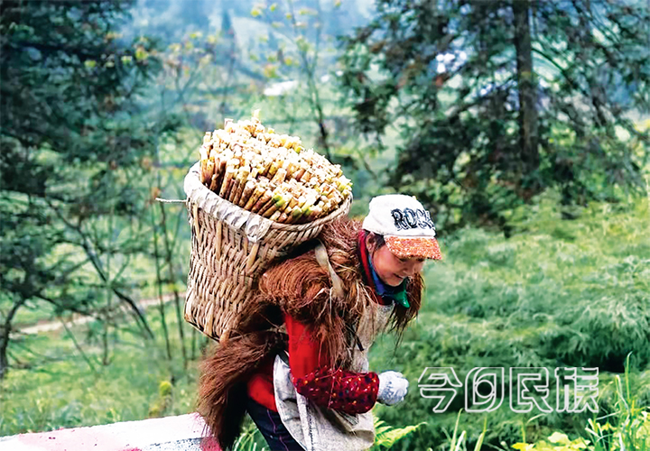 云笋工厂：奏响民族团结进步与企业发展“双赢曲”