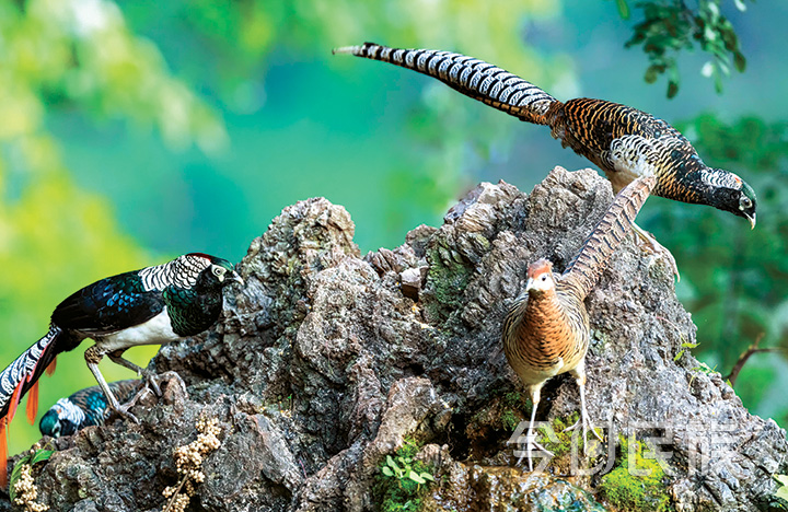 三河村：谱写生态文明促乡村振兴新篇章