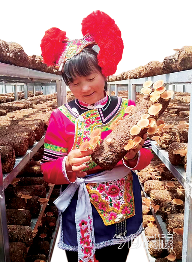 一朵小菌子，做出民族团结进步大文章