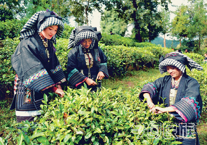 临沧市深入推进民族团结进步示范创建工作