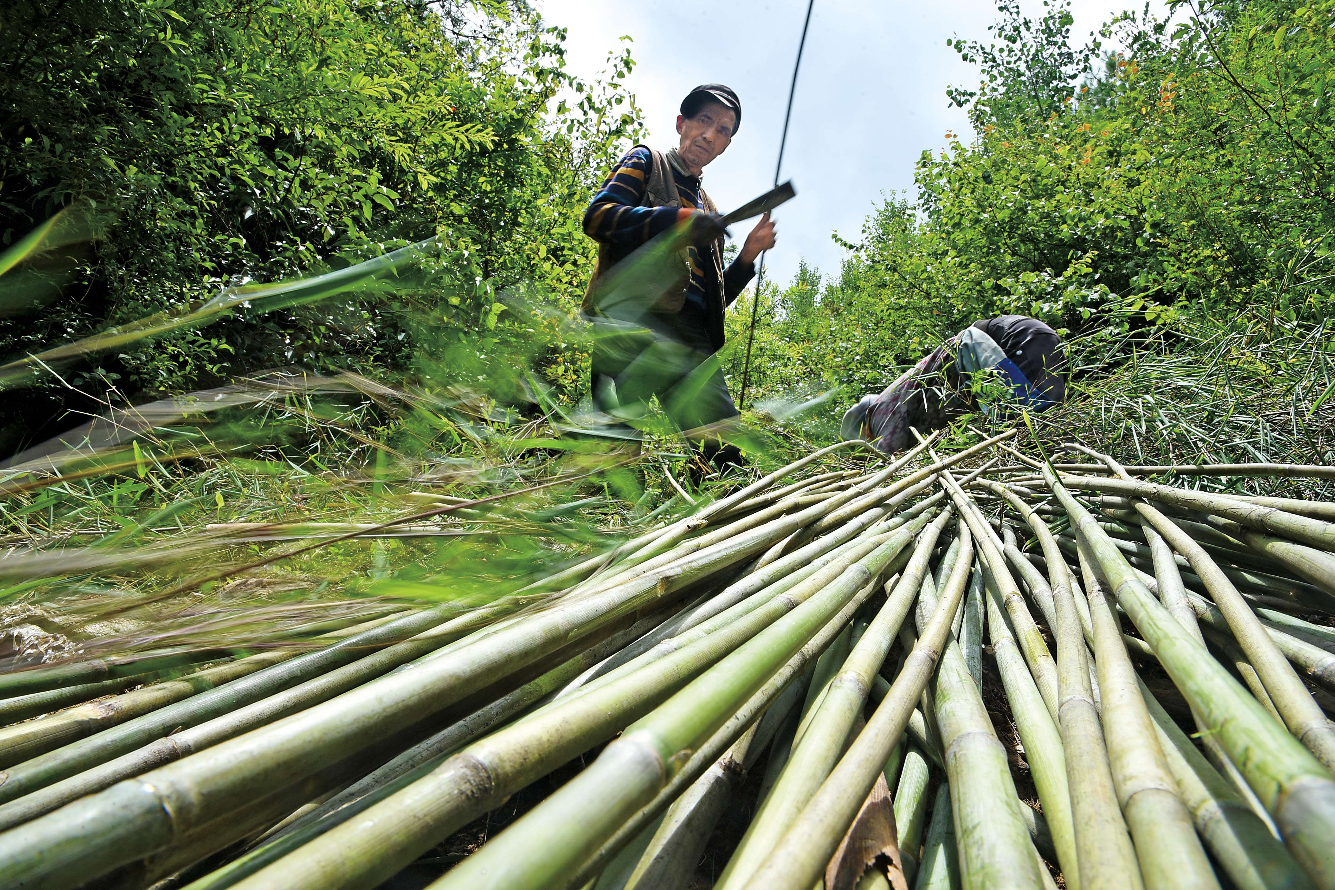 云南大理+赵庆祖+温登篾匠+1、60多岁的篾匠人李佳柱和媳妇赵兆祥在砍竹子.jpg