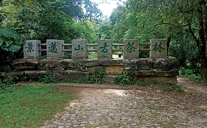 千年万亩古茶林里的家国情怀