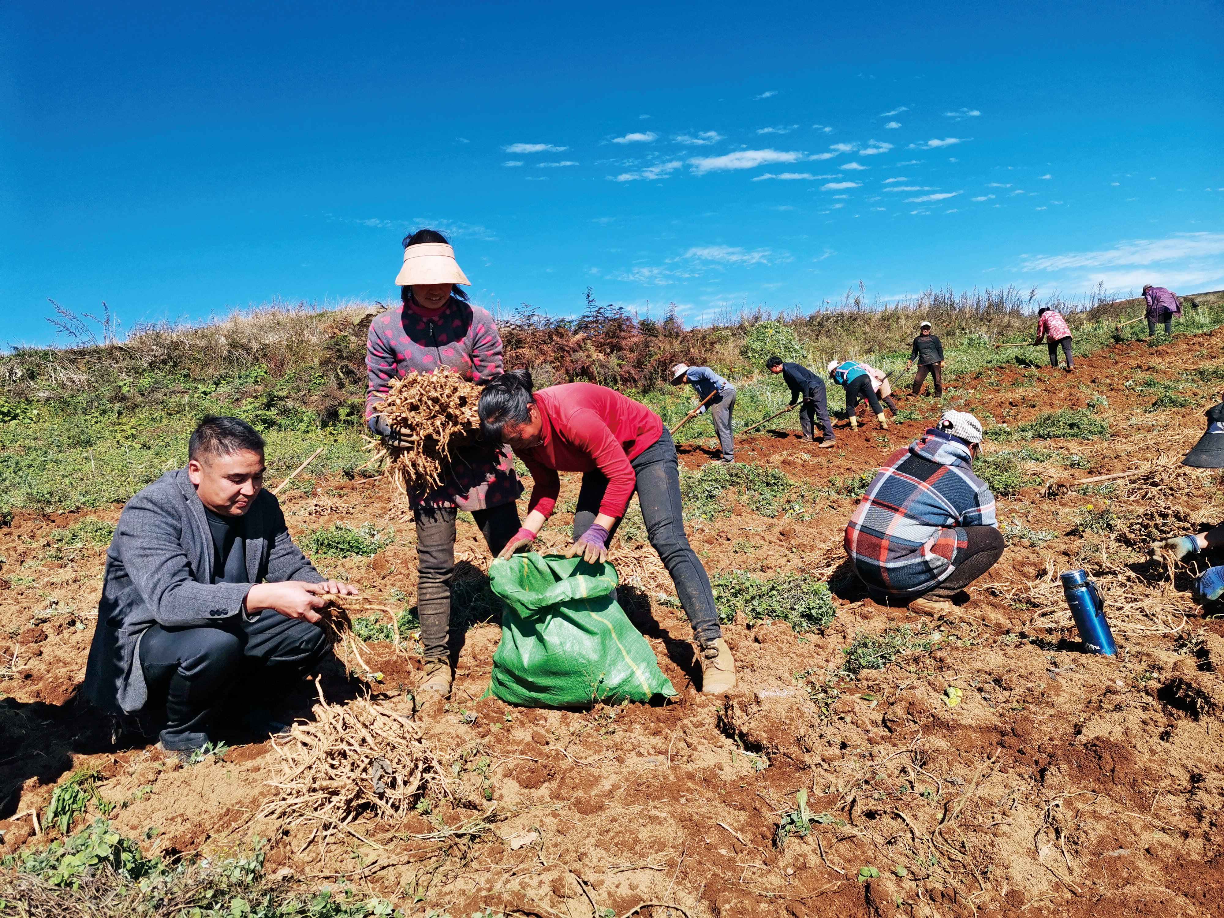 打造经久不衰的“家门口务工车间”——昭阳区金瓜村推进党参种植业实现可持续发展