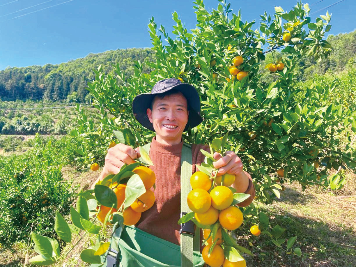 统揽大“橘” 杨万大变样——文山壮族苗族自治州麻栗坡县 杨万乡探索产业发展新路子