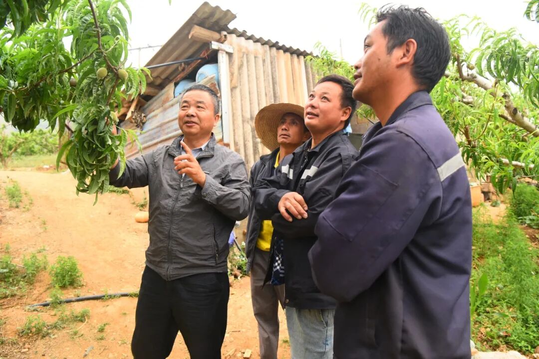 开远:委员深入田间地头教群众管理蜜桃.jpg 开远:委员深入田间地头教群众管理蜜桃.jpg