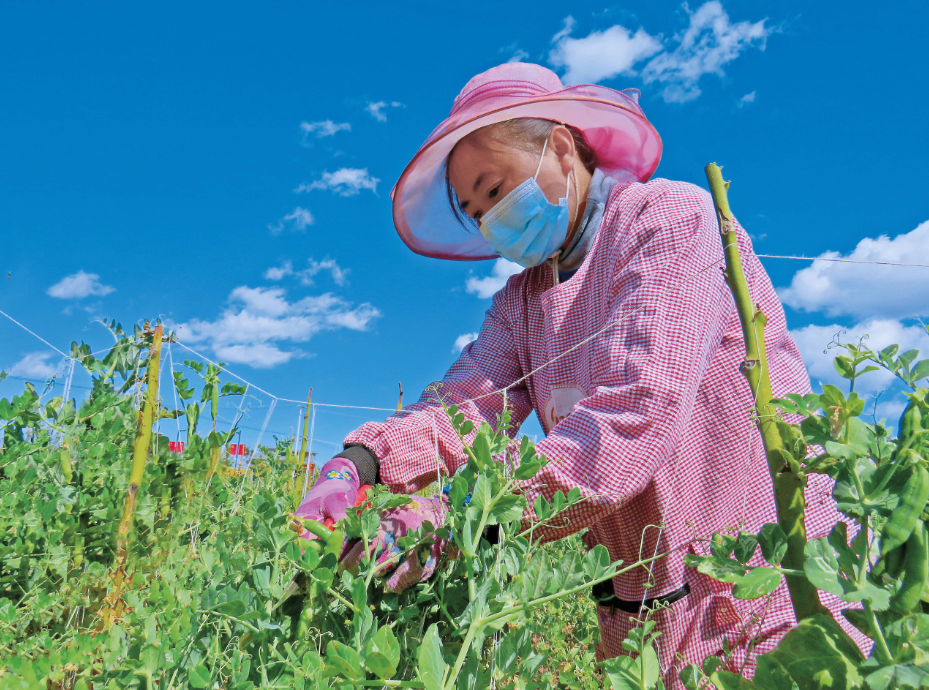 大理祥云王家庄社区：培树“云岭初心照同心”民族团结进步创建工作品牌