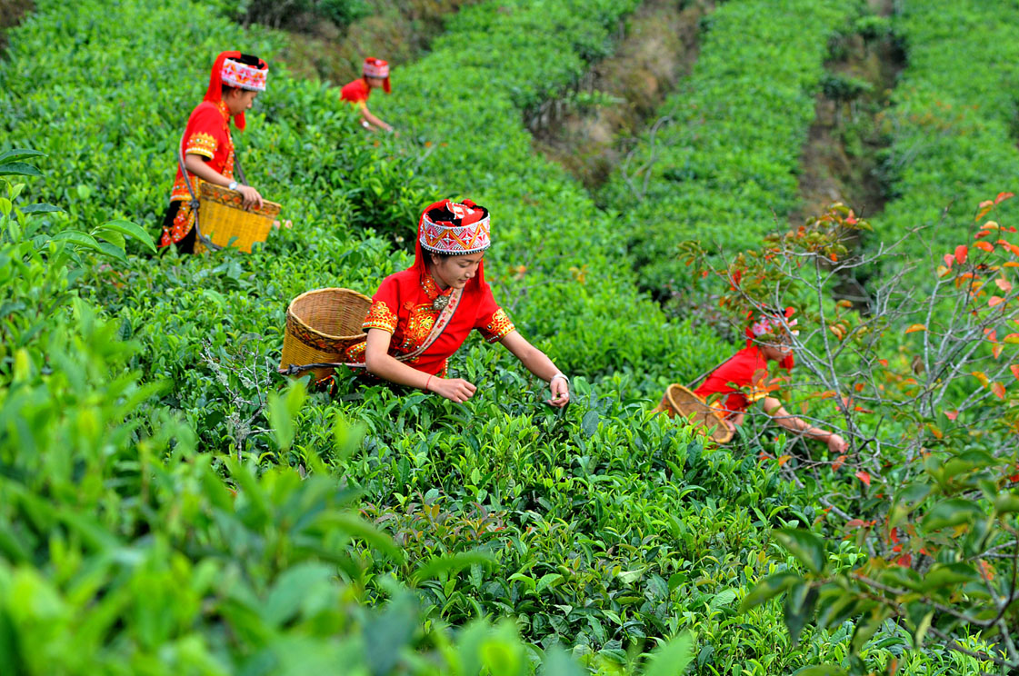 红河州绿春县民族团结进步绘就“绿水青山”新图景