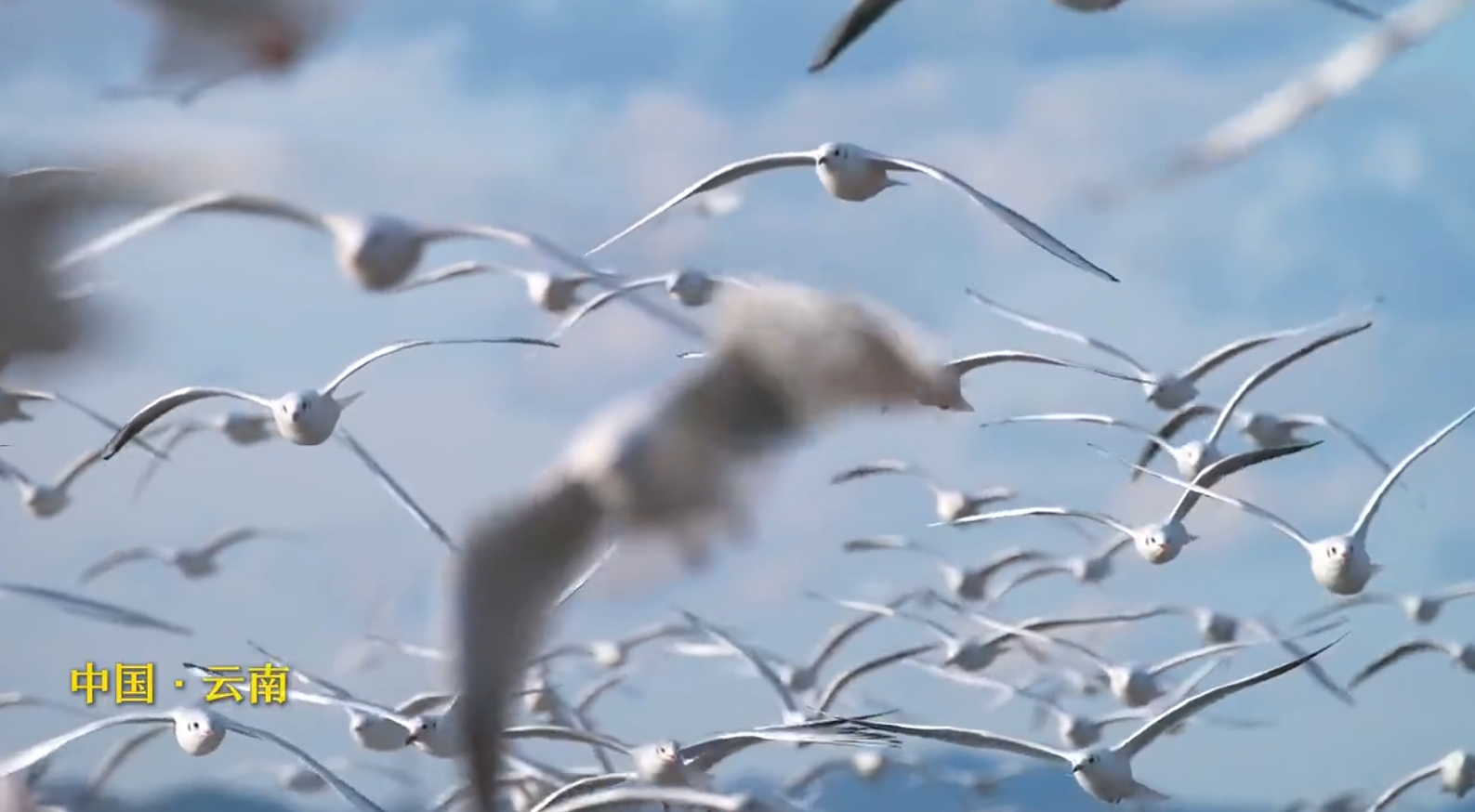 云南建设我国民族团结进步示范区这十年系列微视频之开篇