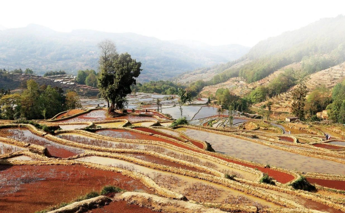山峦织锦：滇南梯田里的千年共生密码