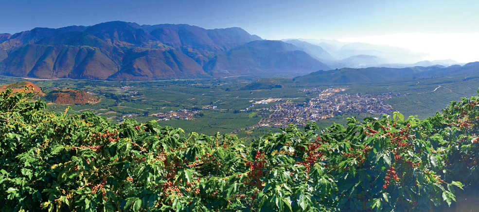 小小咖啡豆，泡出民族团结大文章