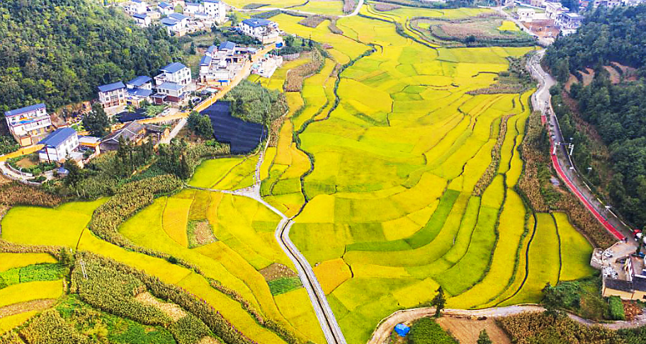 典范风采录·集体丨富宁县田蓬镇下寨村村民委员会：边疆村寨大力兴产业 同心绘就美丽新画卷